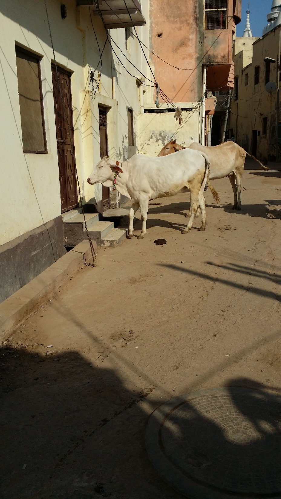 20141211 110148-cows-waiting